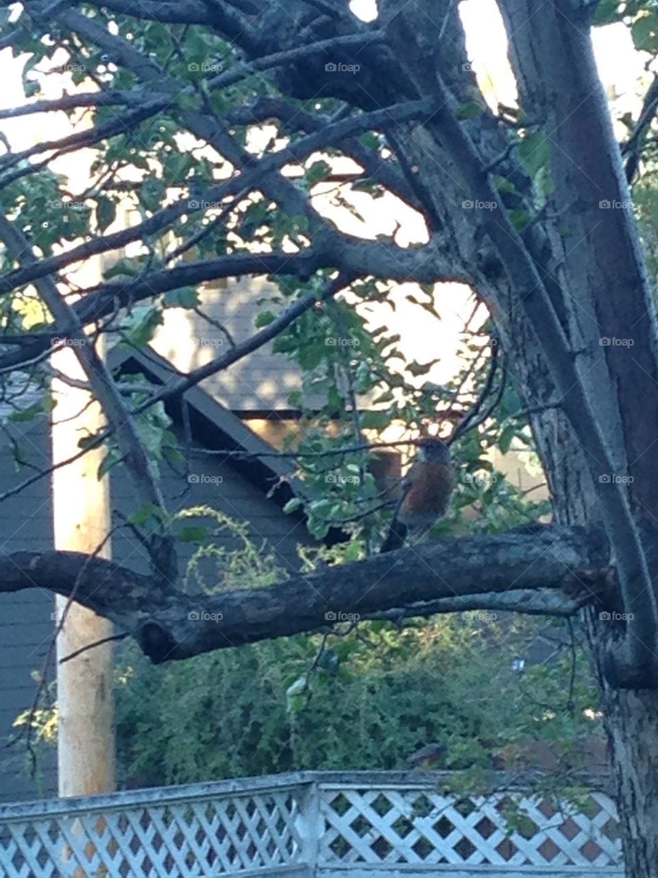 Robin in the tree