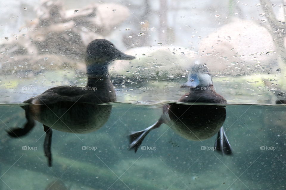 ducks behind glass at the shedd in chicago