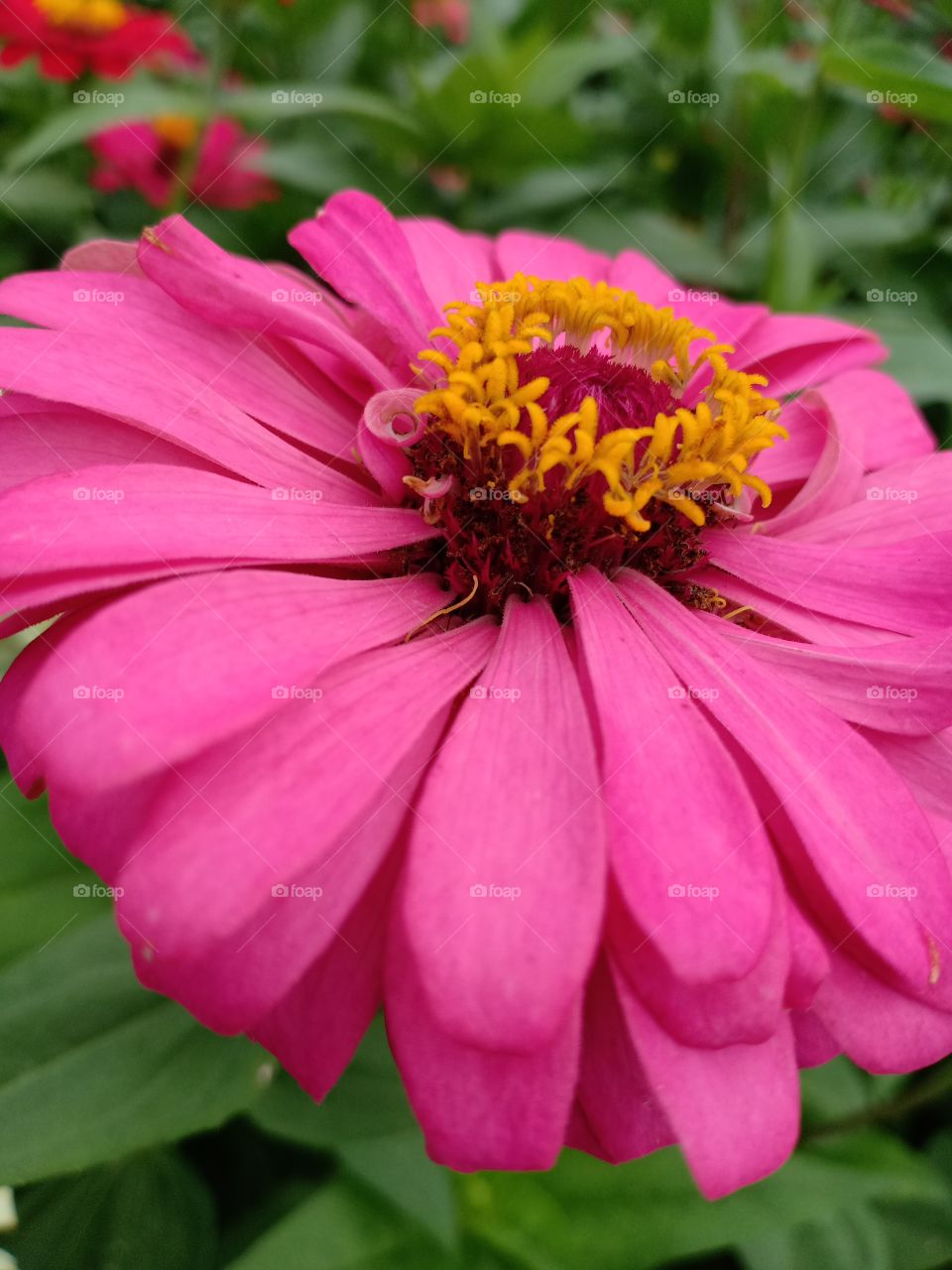 The final from flower is bloom!