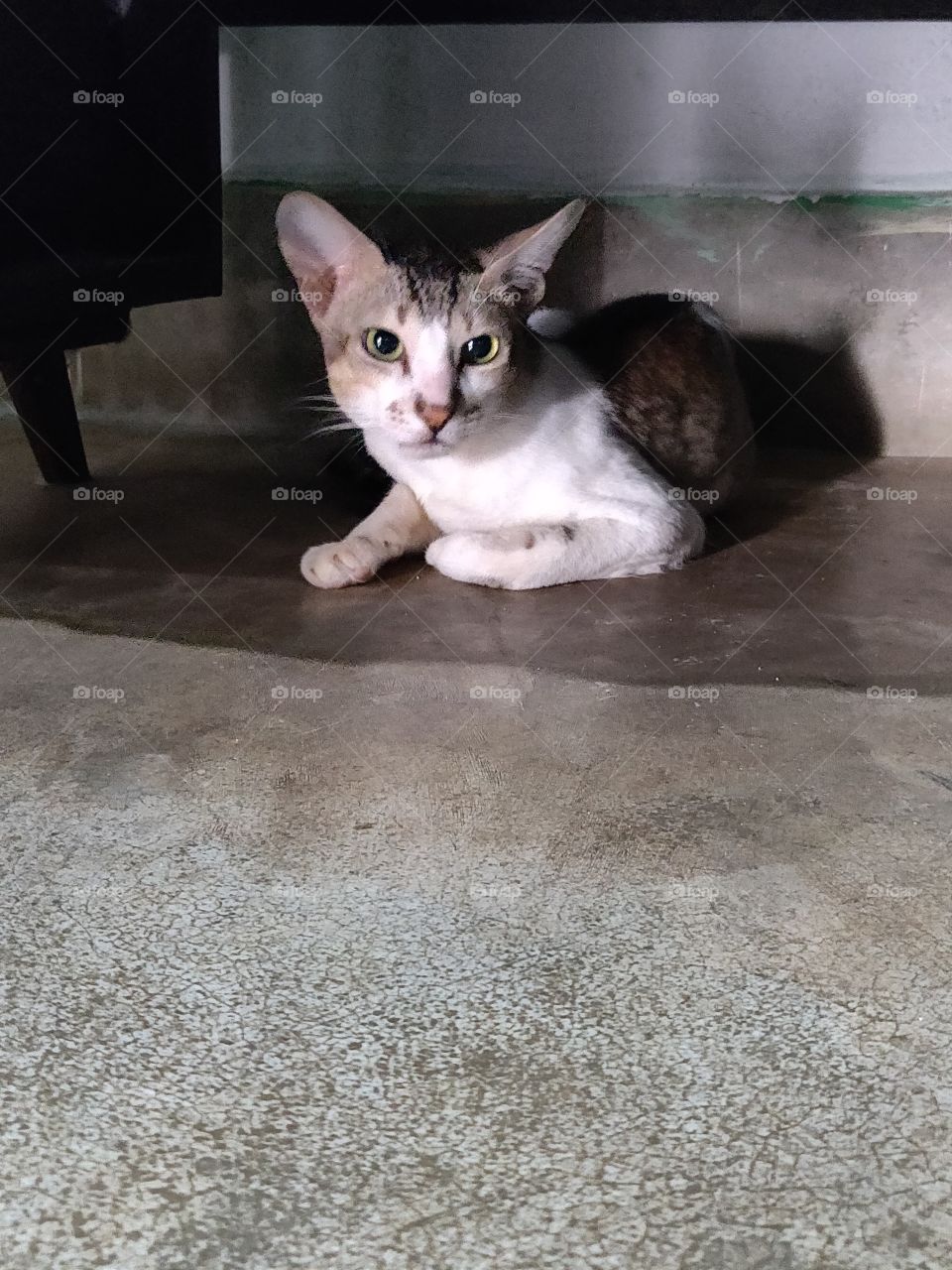 curious cat under the sofa