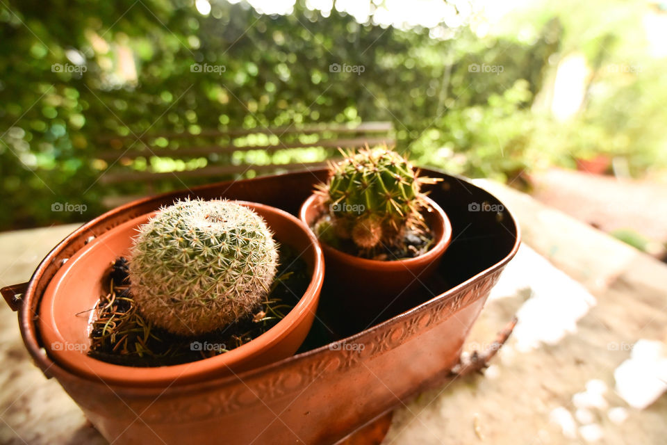 cactus close up