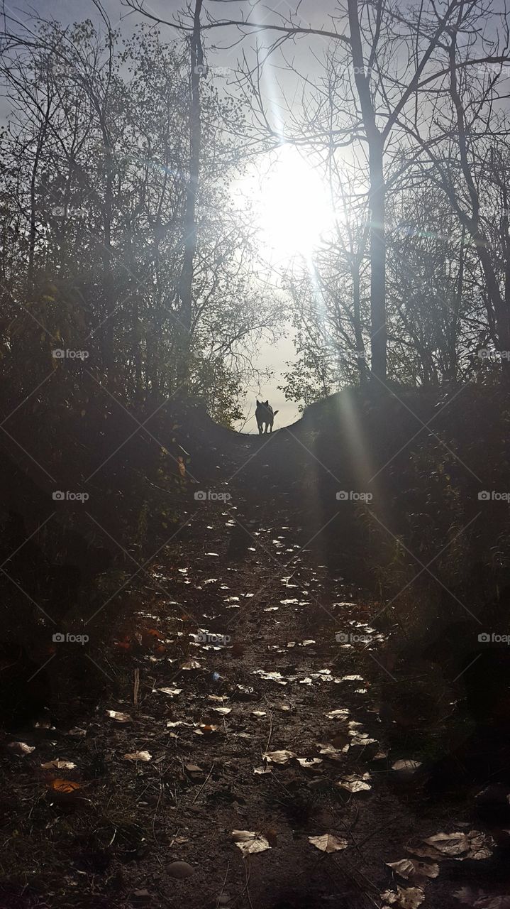 Silhouette of a Dog