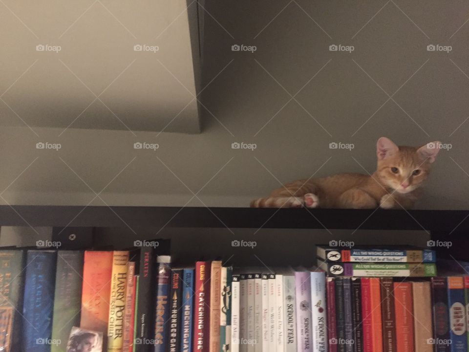 Kitten on a shelf 