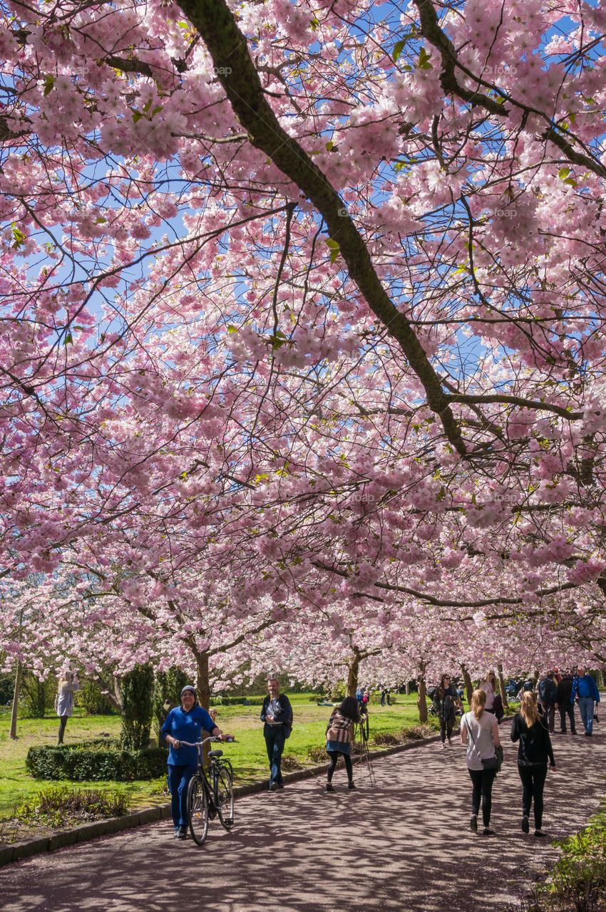 Pink park