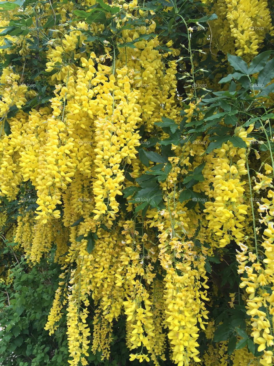 Yellow waterfall of flowers 