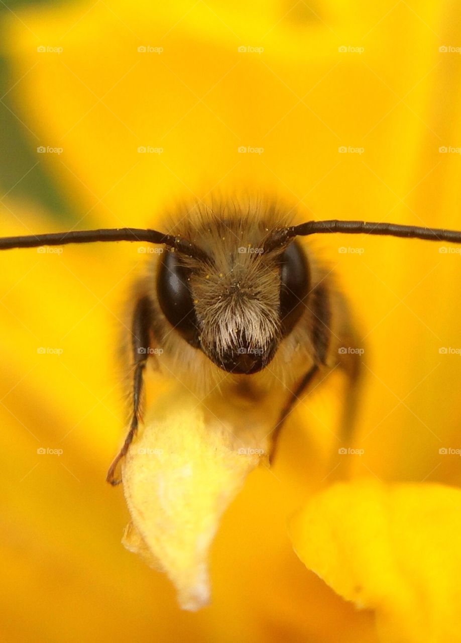 Bee yellow