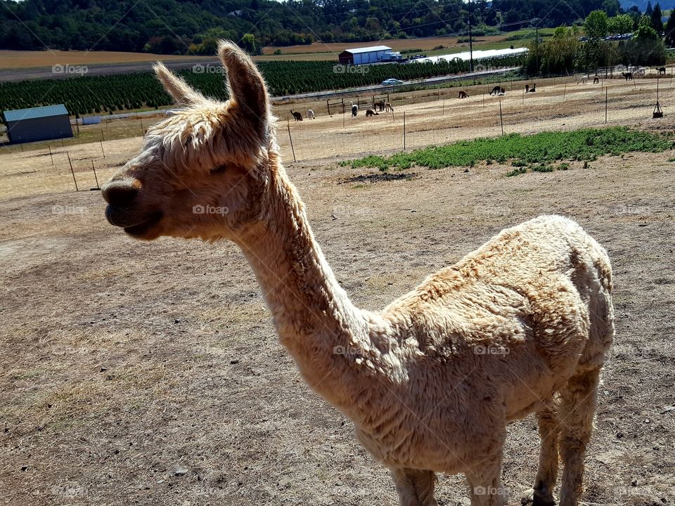 Alpacas on grassy field