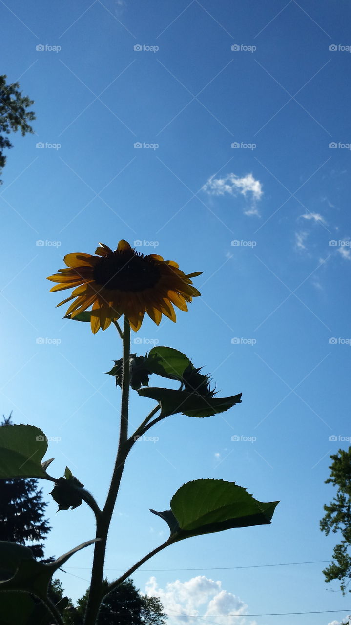 Bluesky Sunflower