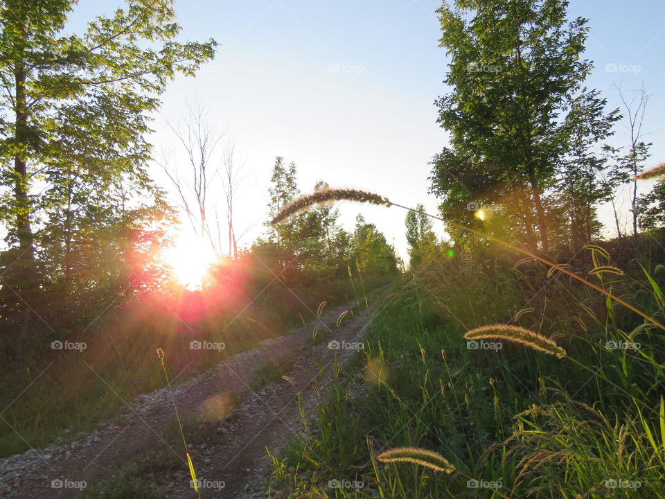 Fall feathered grass in the setting sun. 