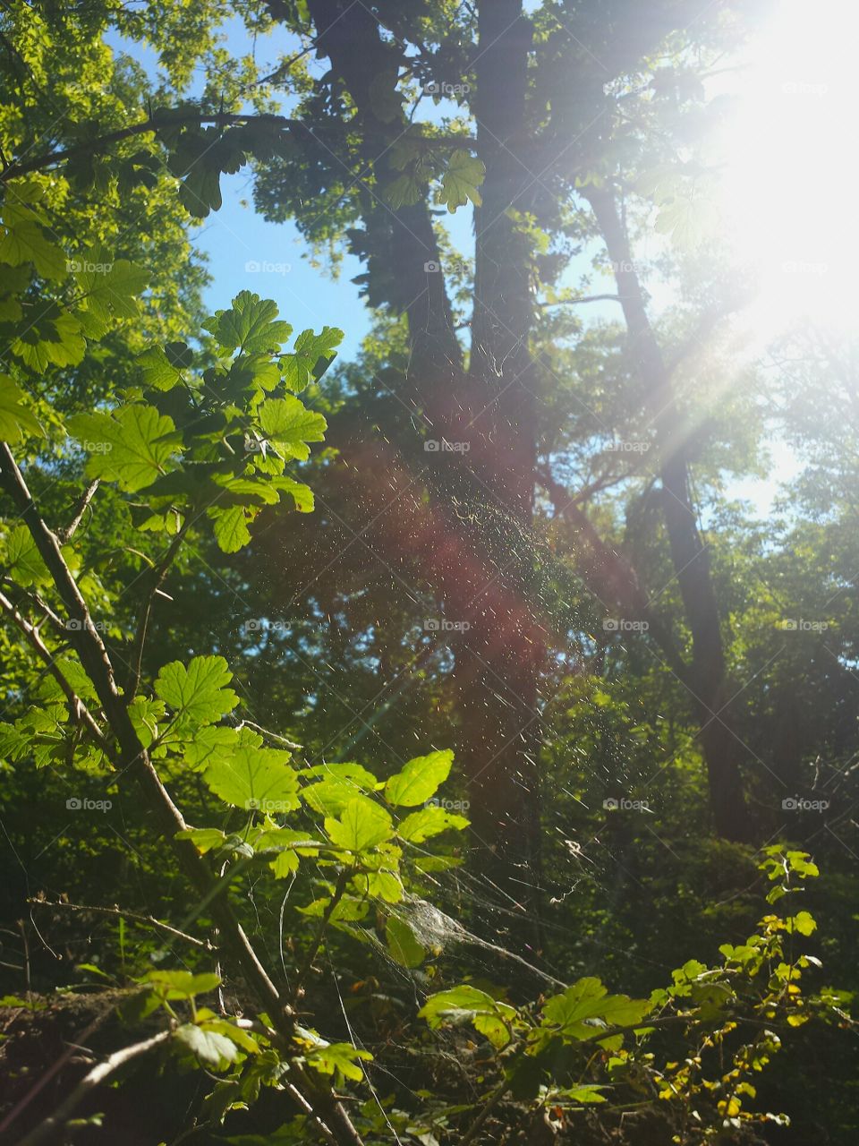 sunrays & spider web