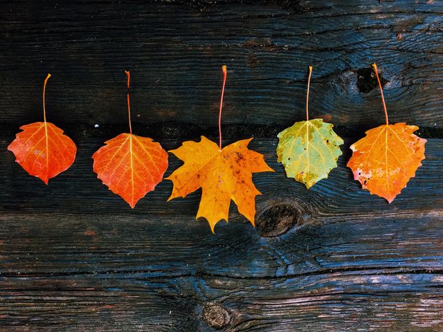 Autumn leaves in a row