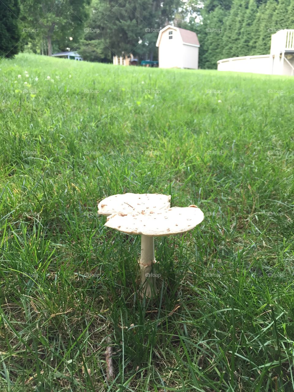 Toad stool