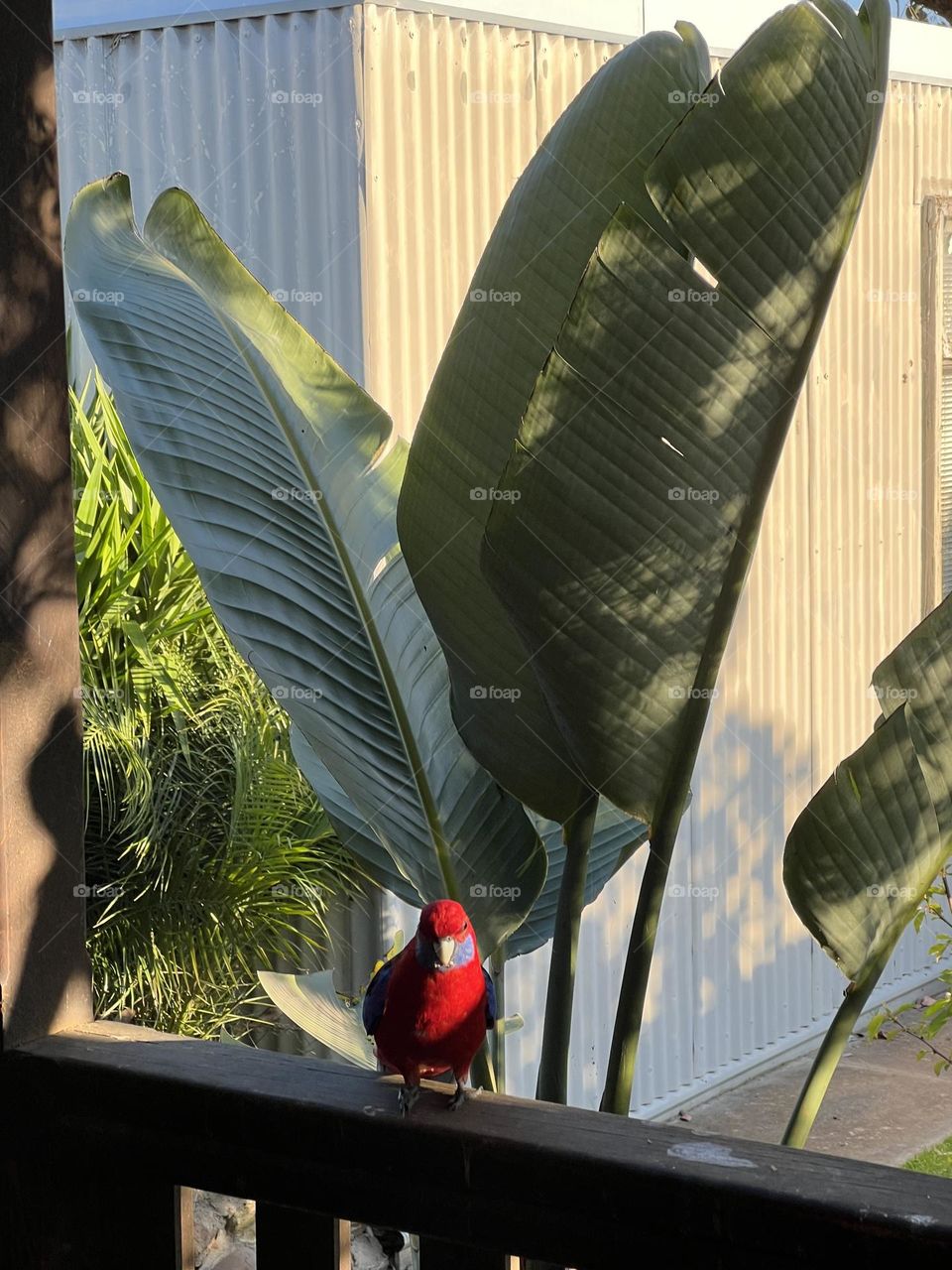 Red parrot