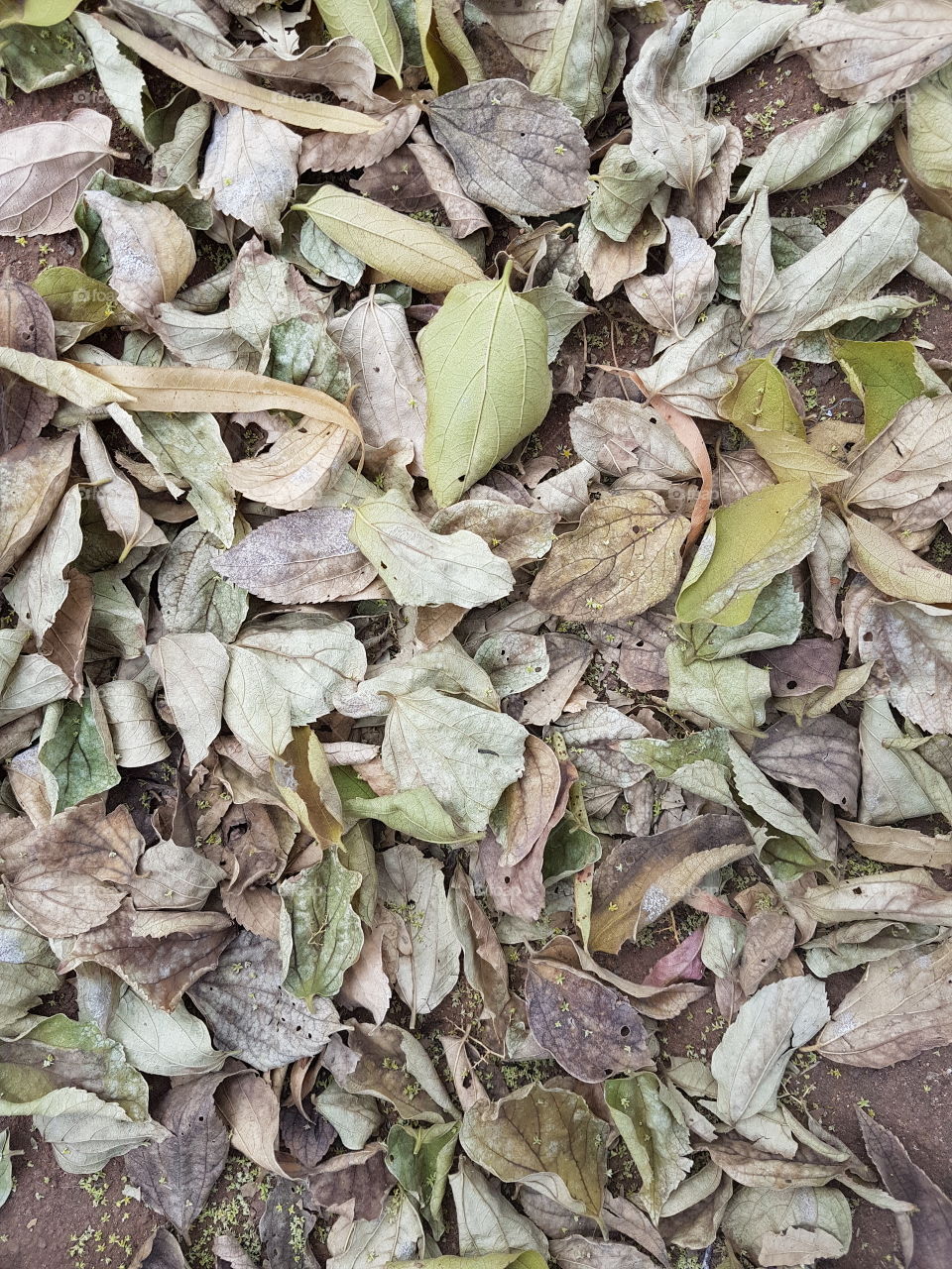 Dry winter leaves