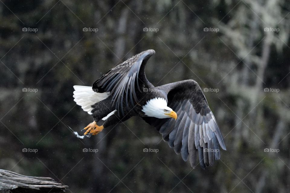 Bald eagle in flight