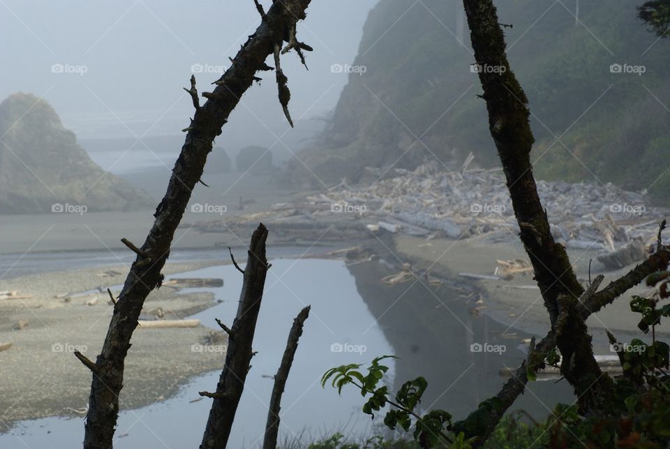 Driftwood washed at shore