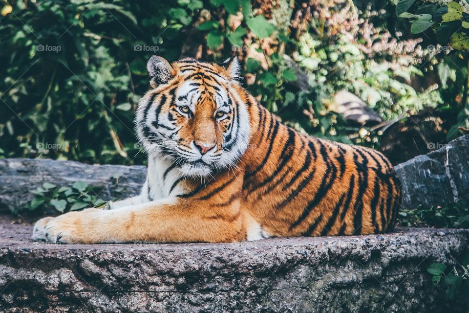 tiger