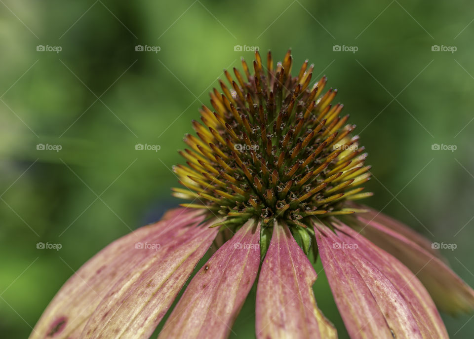 Echinacea macro