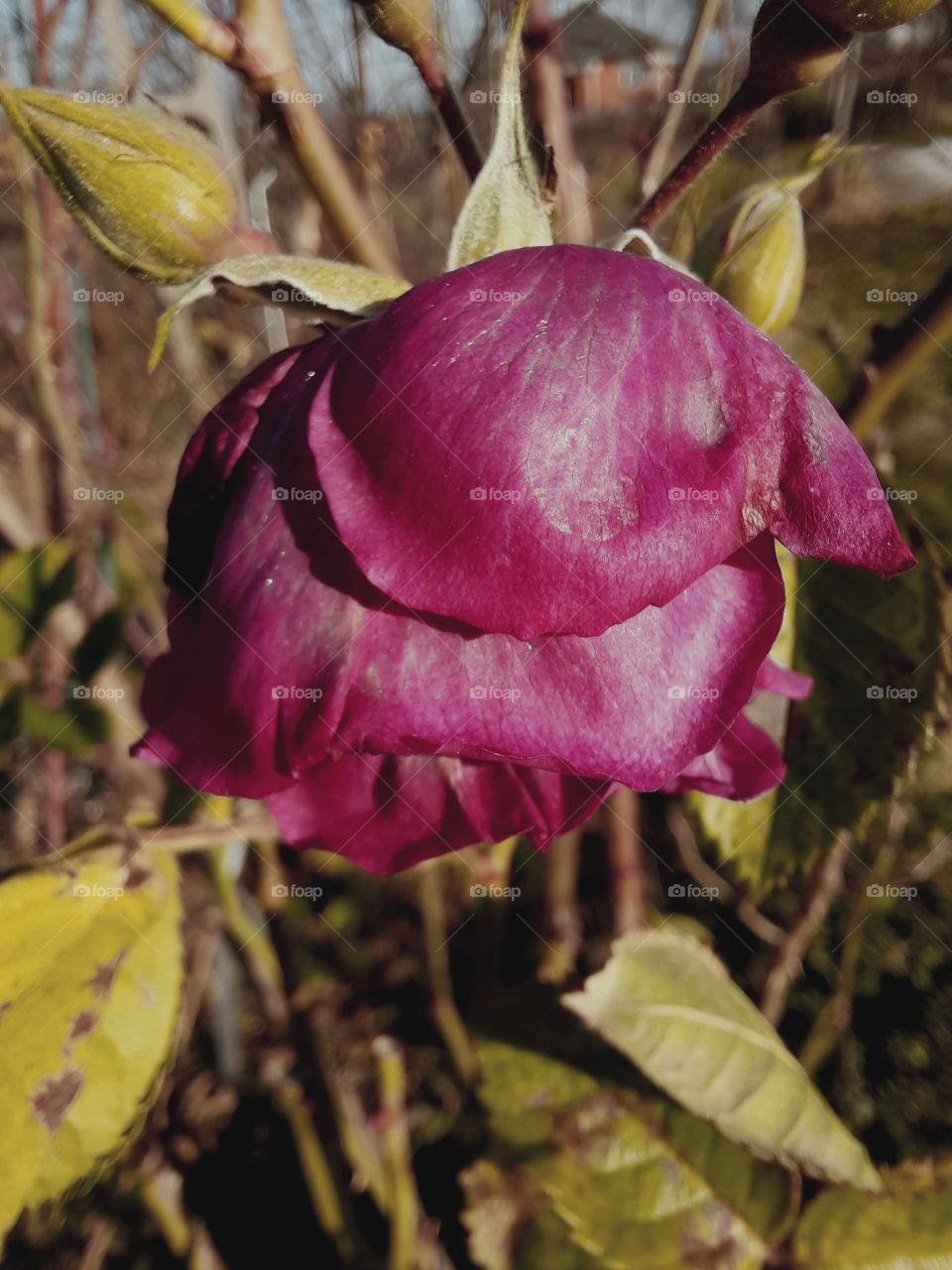 winter garden - frost damaged  purple rose illuminated by afternoon sun