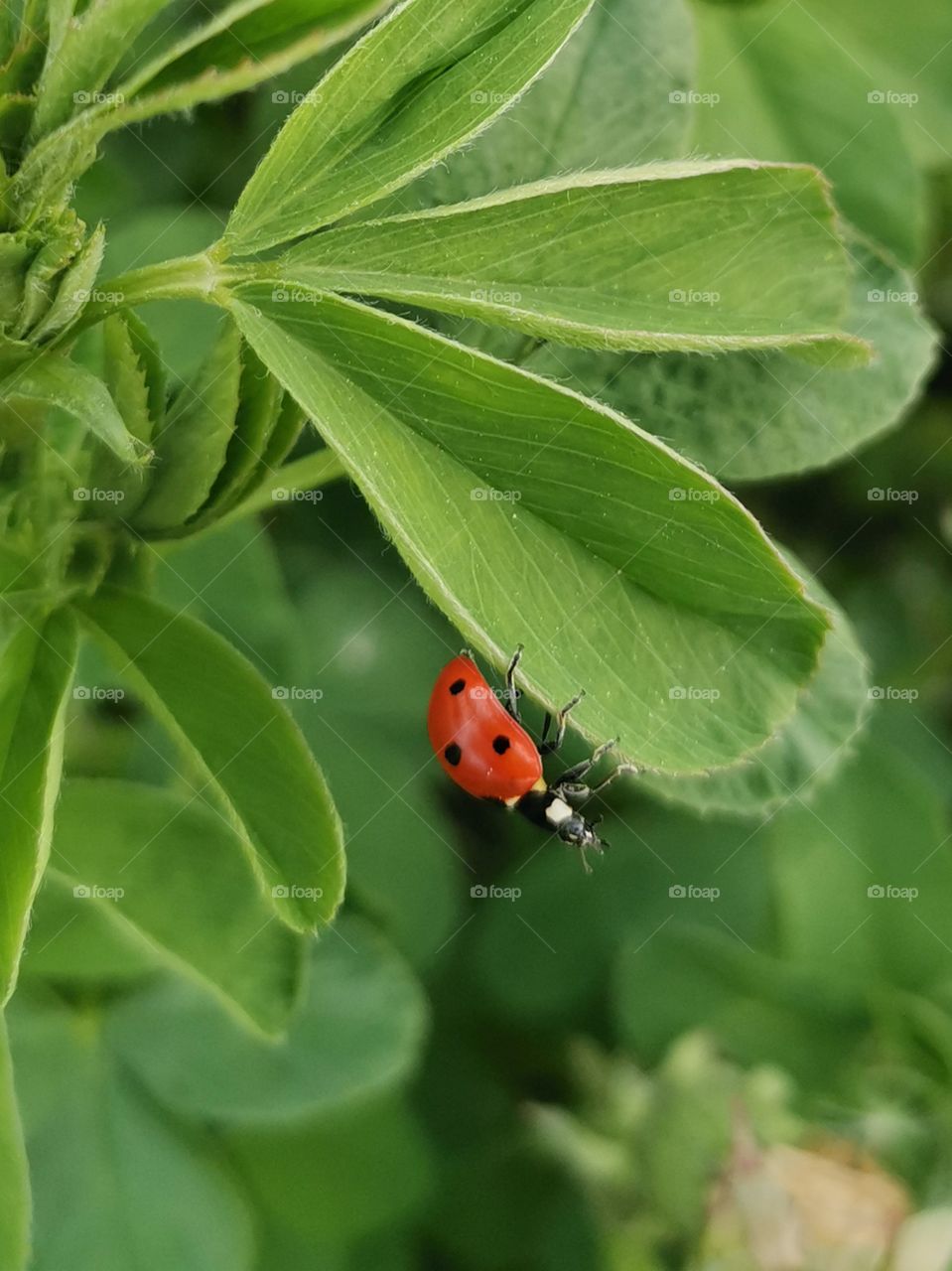 Ladybug