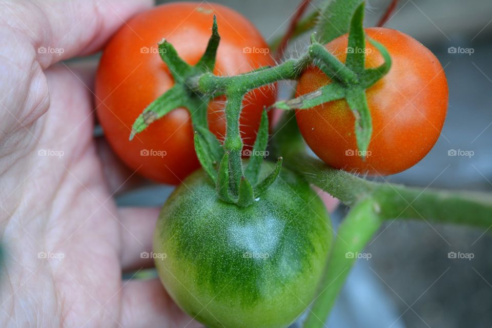 tomatoes homemade