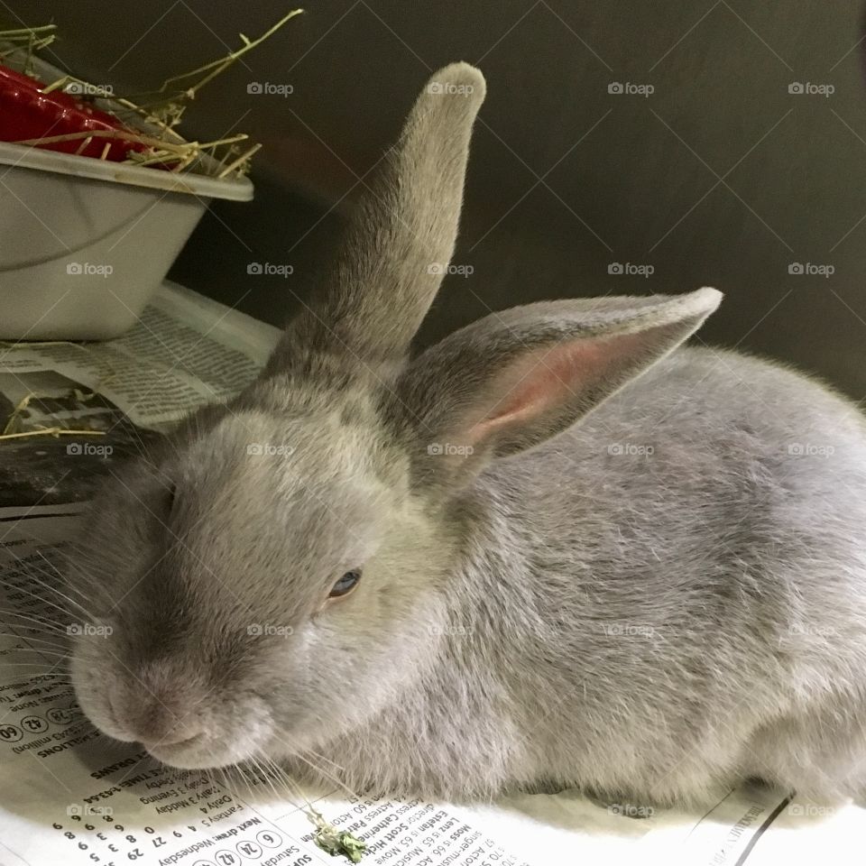 Rescued Dwarf Lilac Bunny Rabbit at Animal Shelter.  Adopted by a new family.  Yay!!