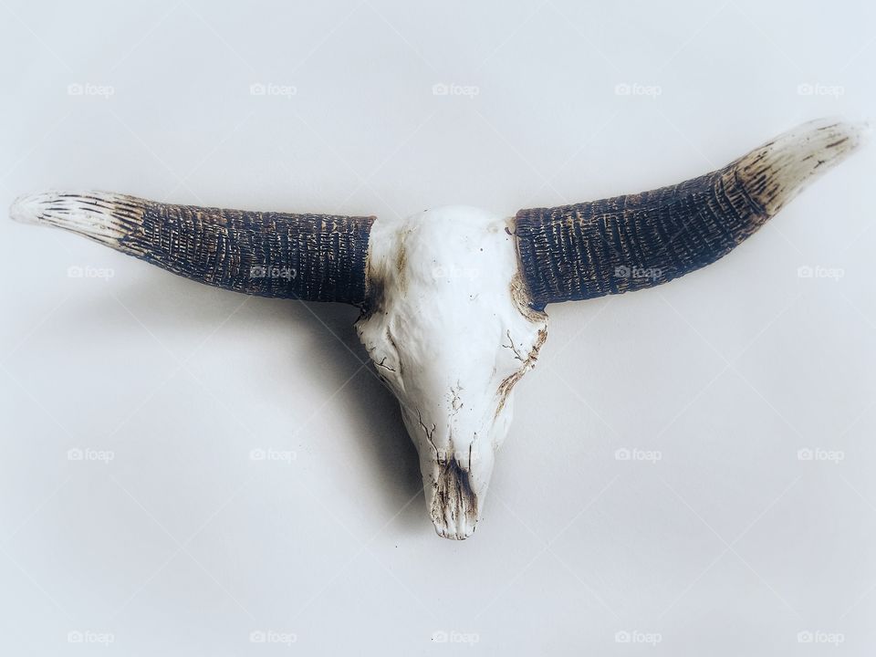 Animal skull