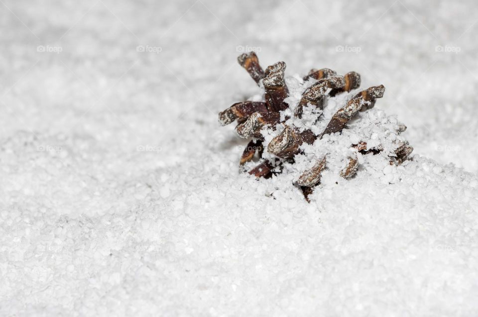 Pinecone in the snow