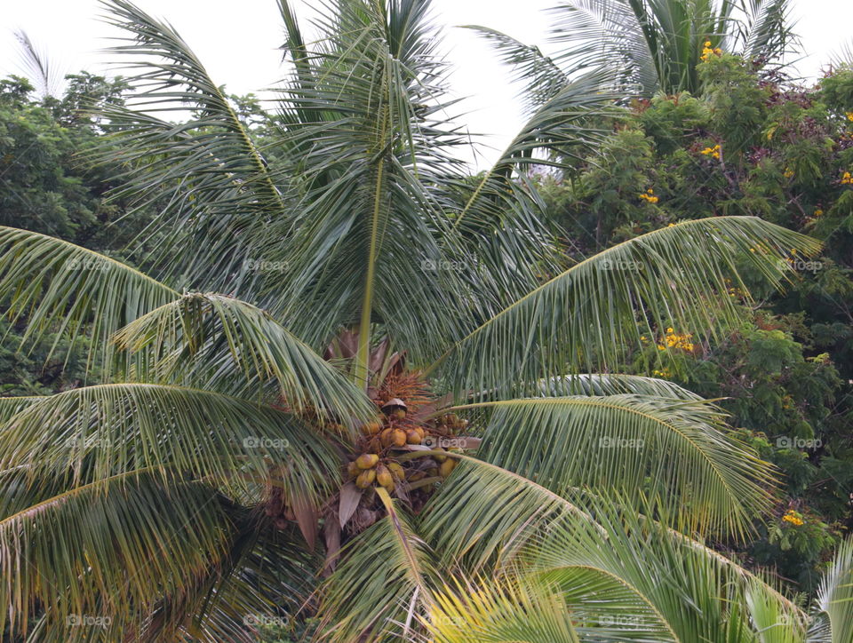 coconut tree