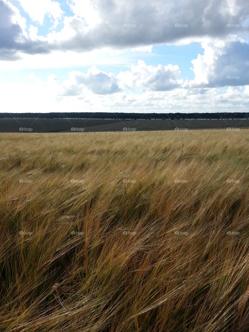 Barley field
