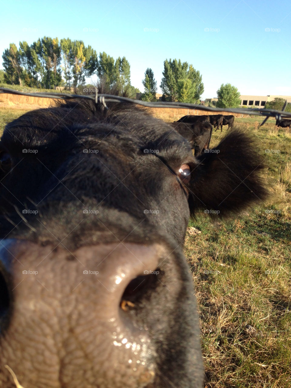 big funny ears moo by melody