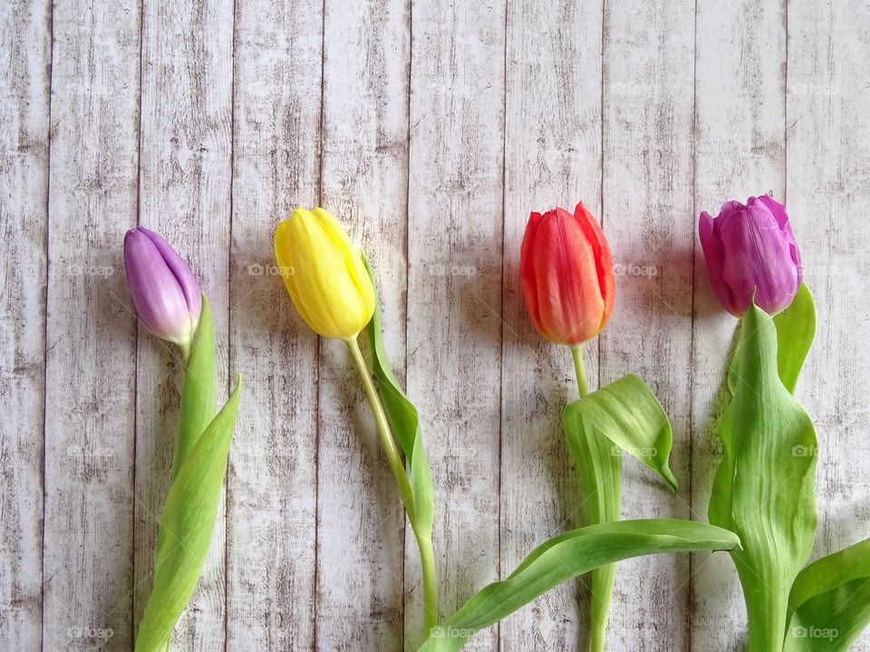 Colorful tulips