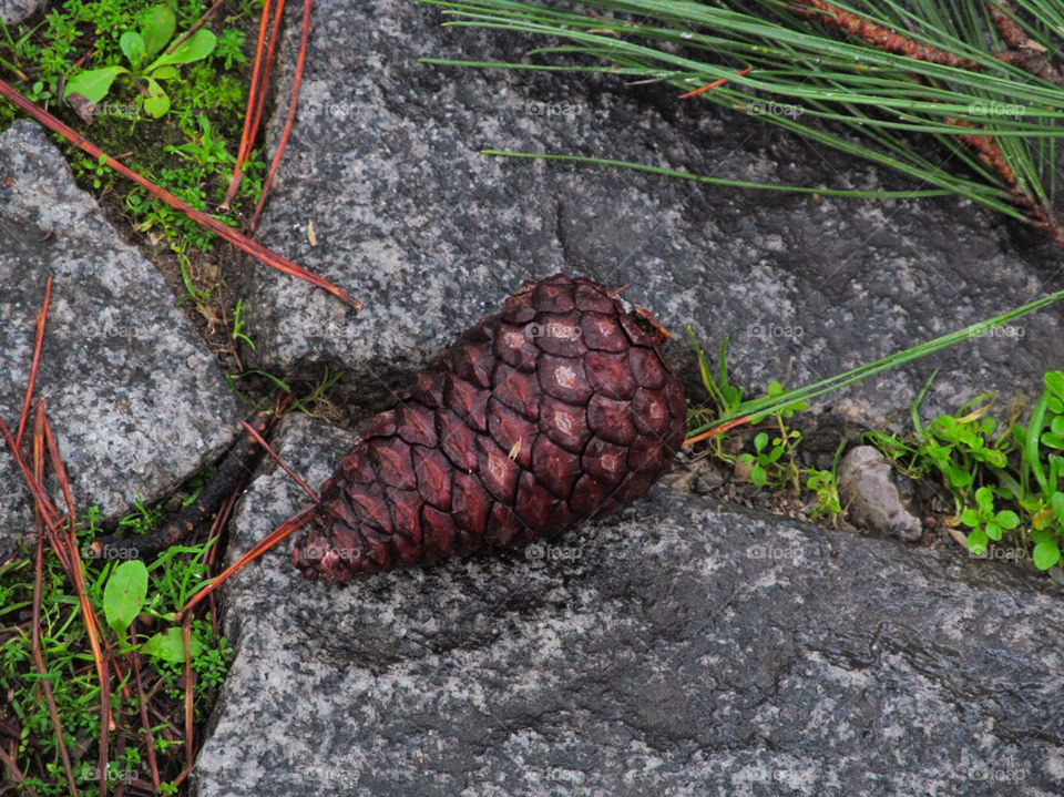 The Pine Cone