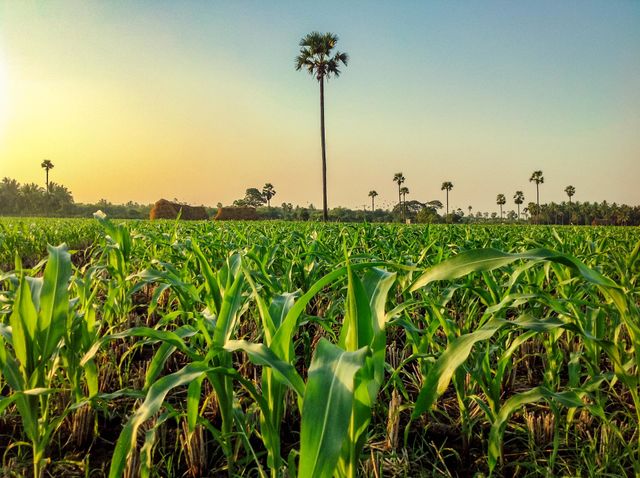 Corn field
