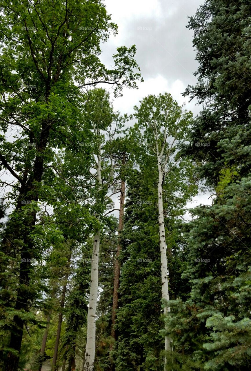 One of these things is not like the others.