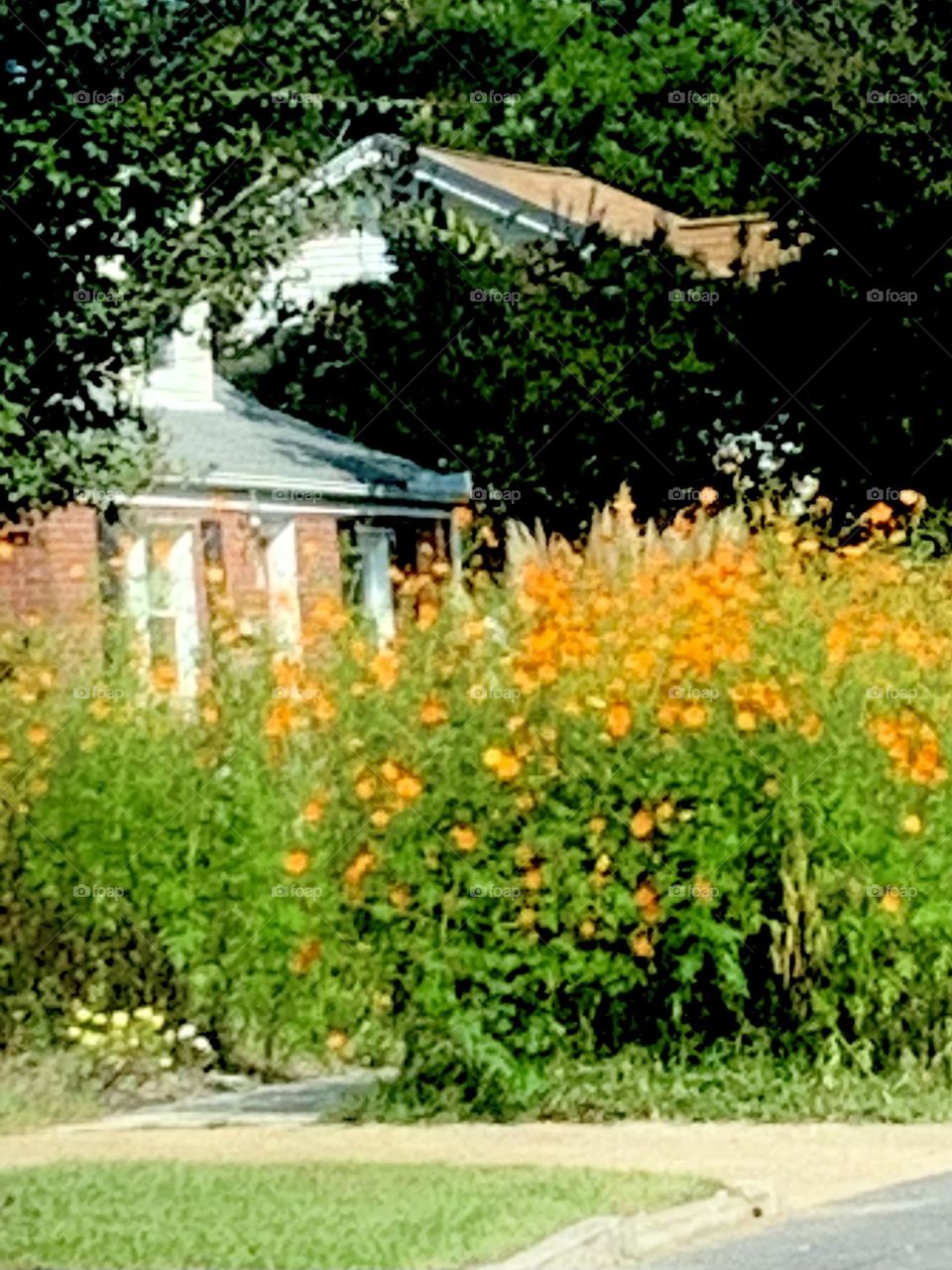 Autumn flowers 