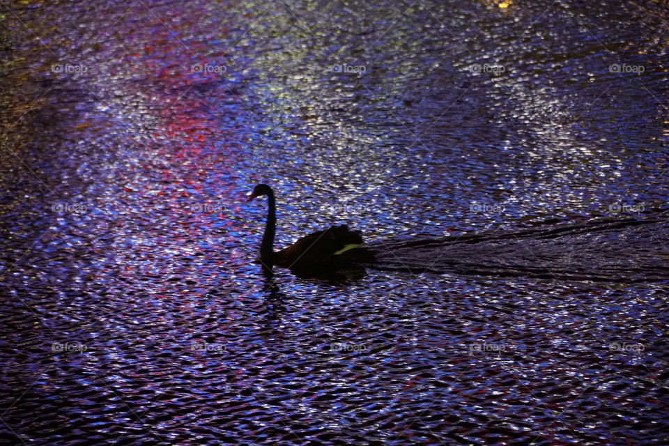 Silhouette of swan on water