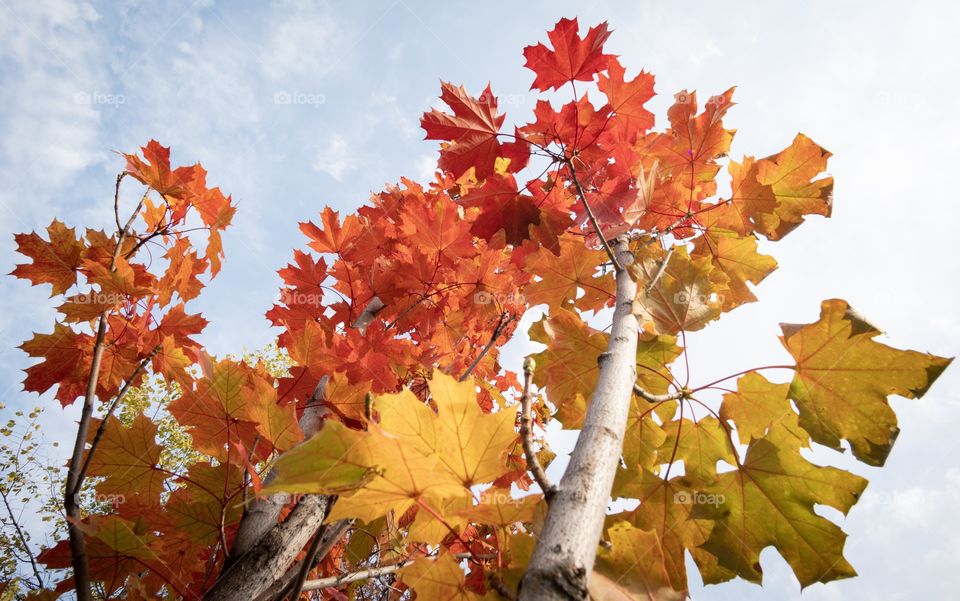 Beautiful autumn background , colorful leaves 