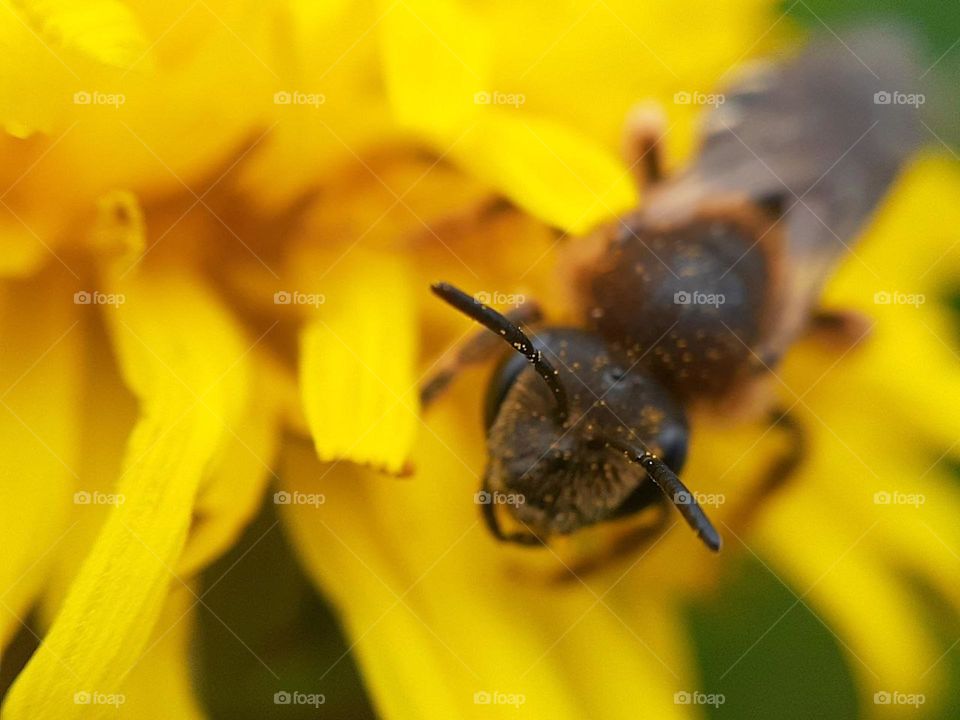 macro photo of the antennae covered in yellow pollen of a honey bee sitting on a yellow dandelion