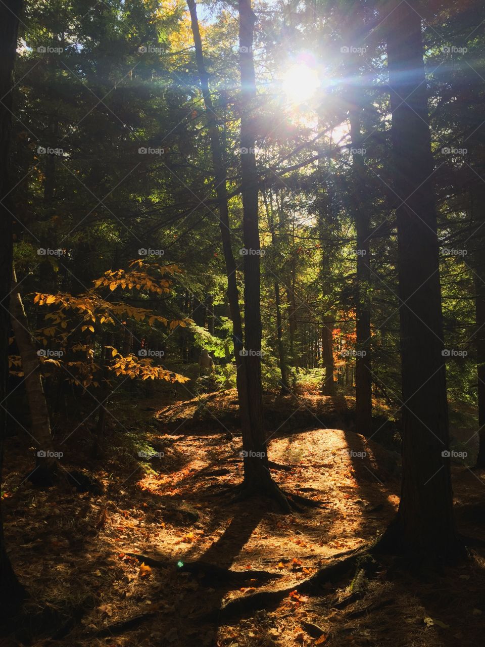 Canadian autumn forest