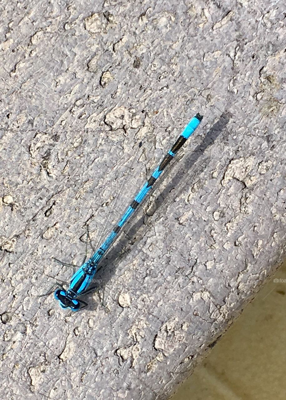 Turquoise dragon fly