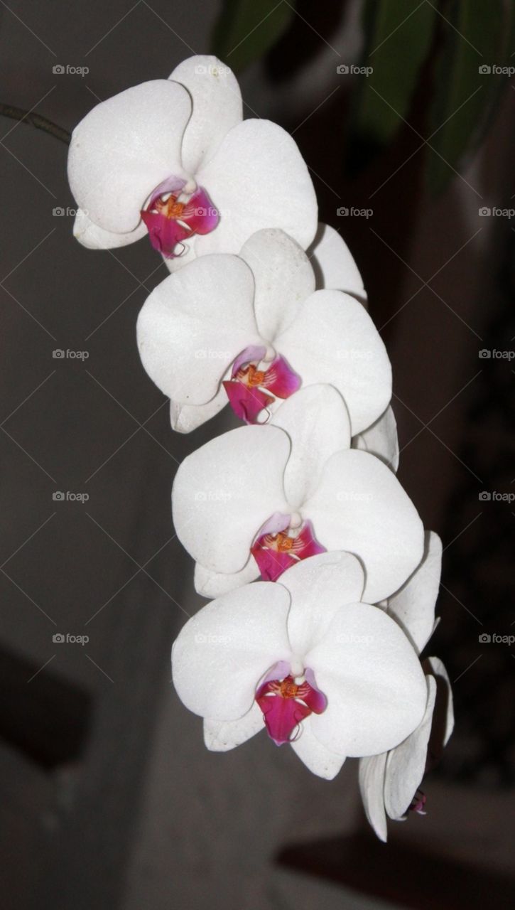 orquídeas