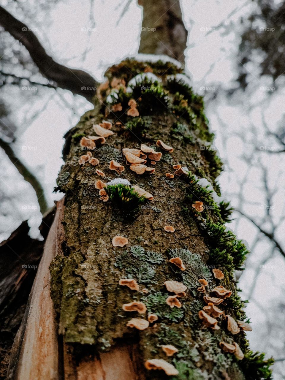 Tree trunk in the winter forest, covered with mushrooms, lichen and moss. Cloudy weather, early morning