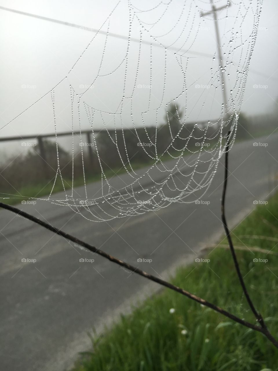 Spiderweb morning dew