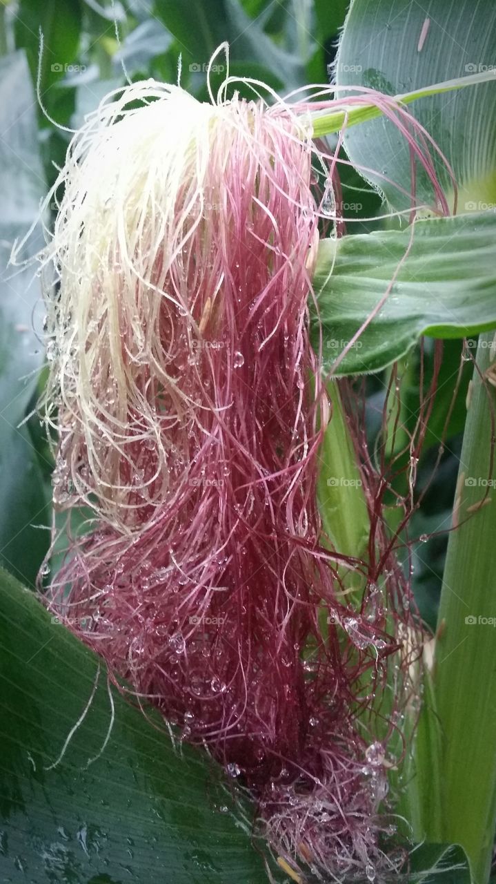 strawberry blonde red moist corn silk after the rain