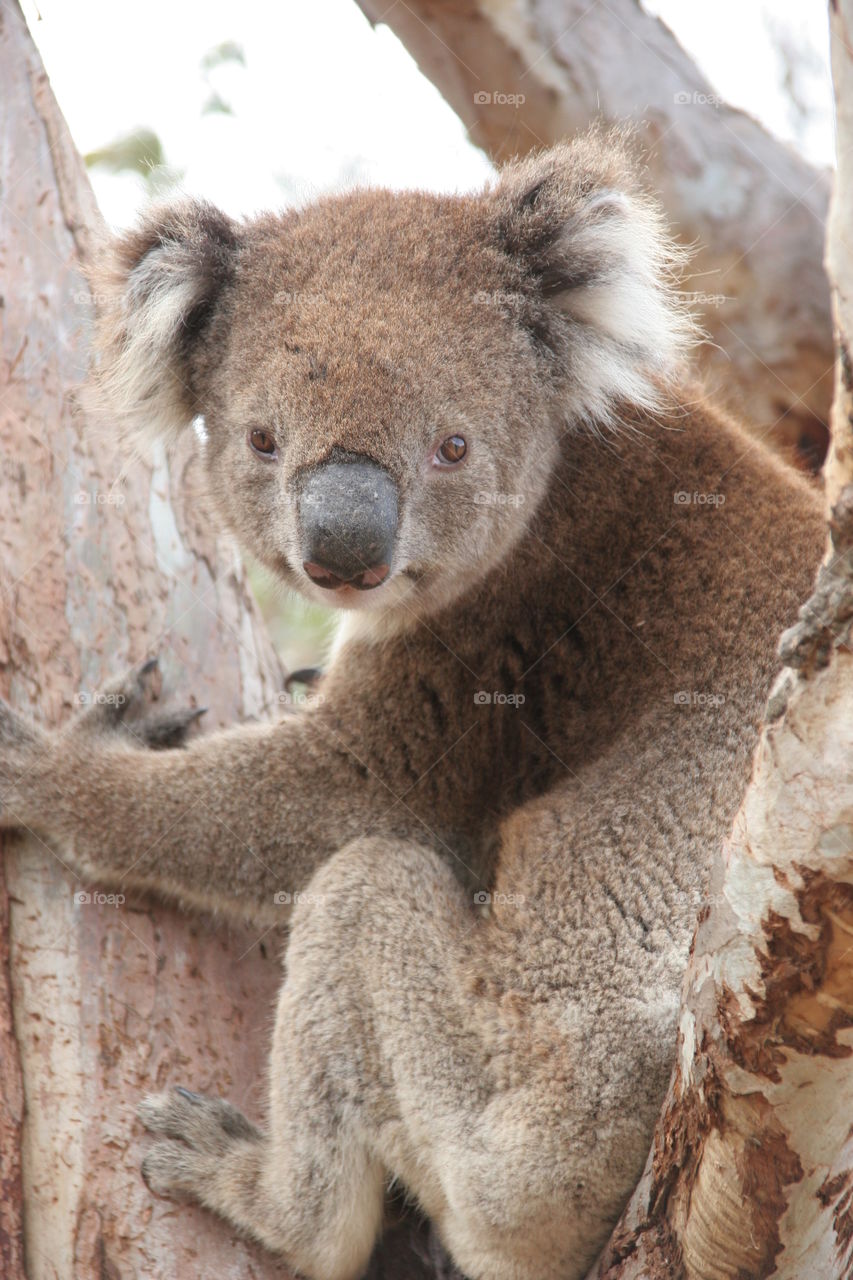 Koala