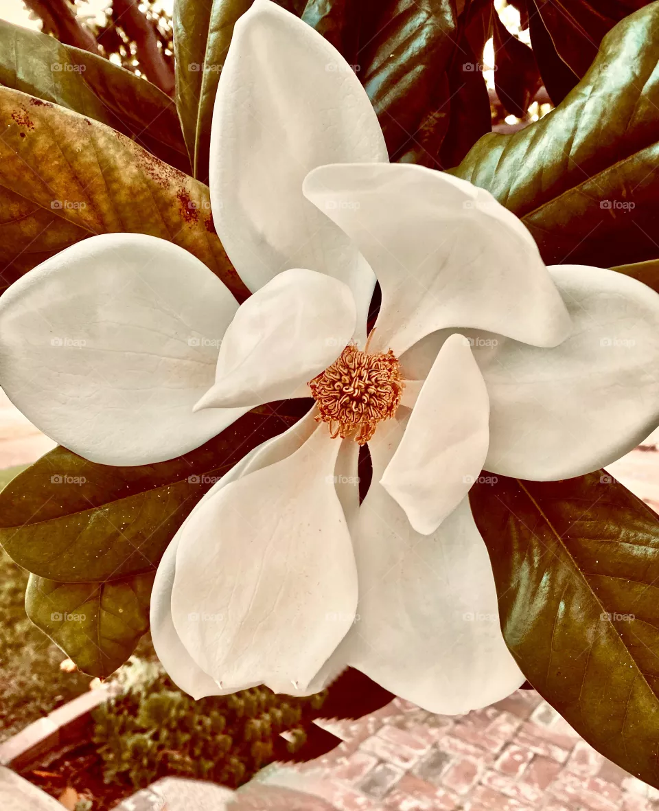 Beautiful Magnolia