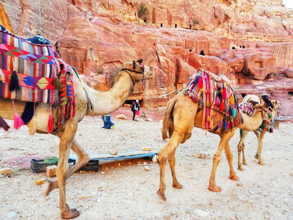 Camel caravan in the Petra desert