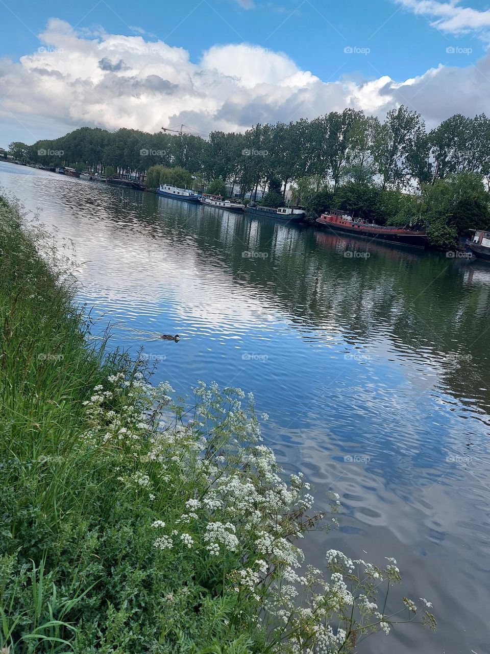 River in Belgium 🇧🇪