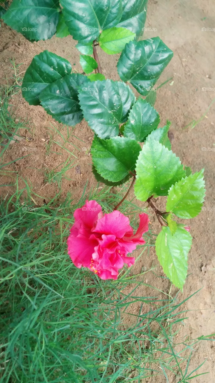 red flower